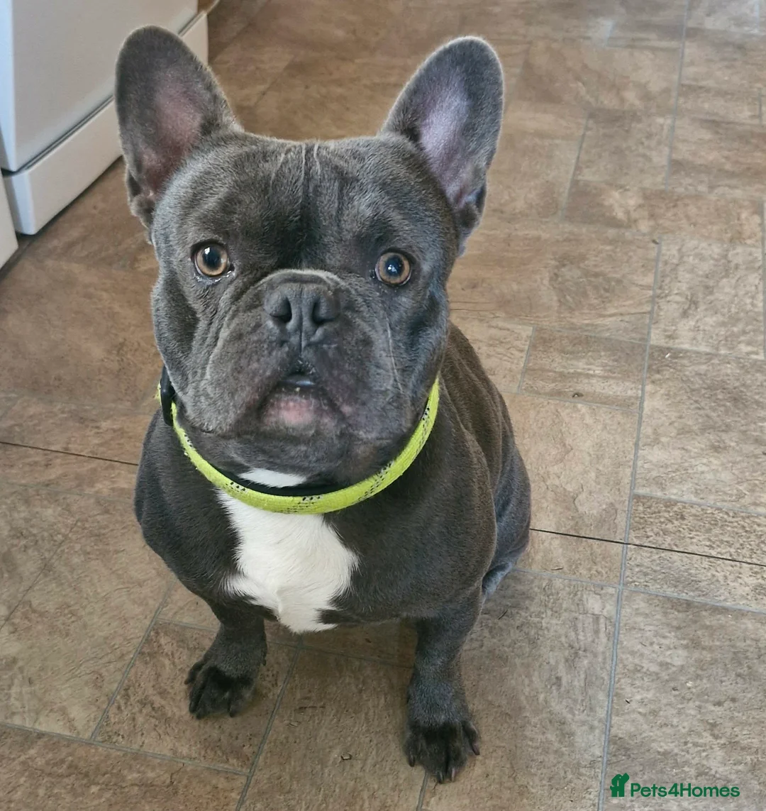 French Bulldog dogs for sale: French bulldog  - Advert 1