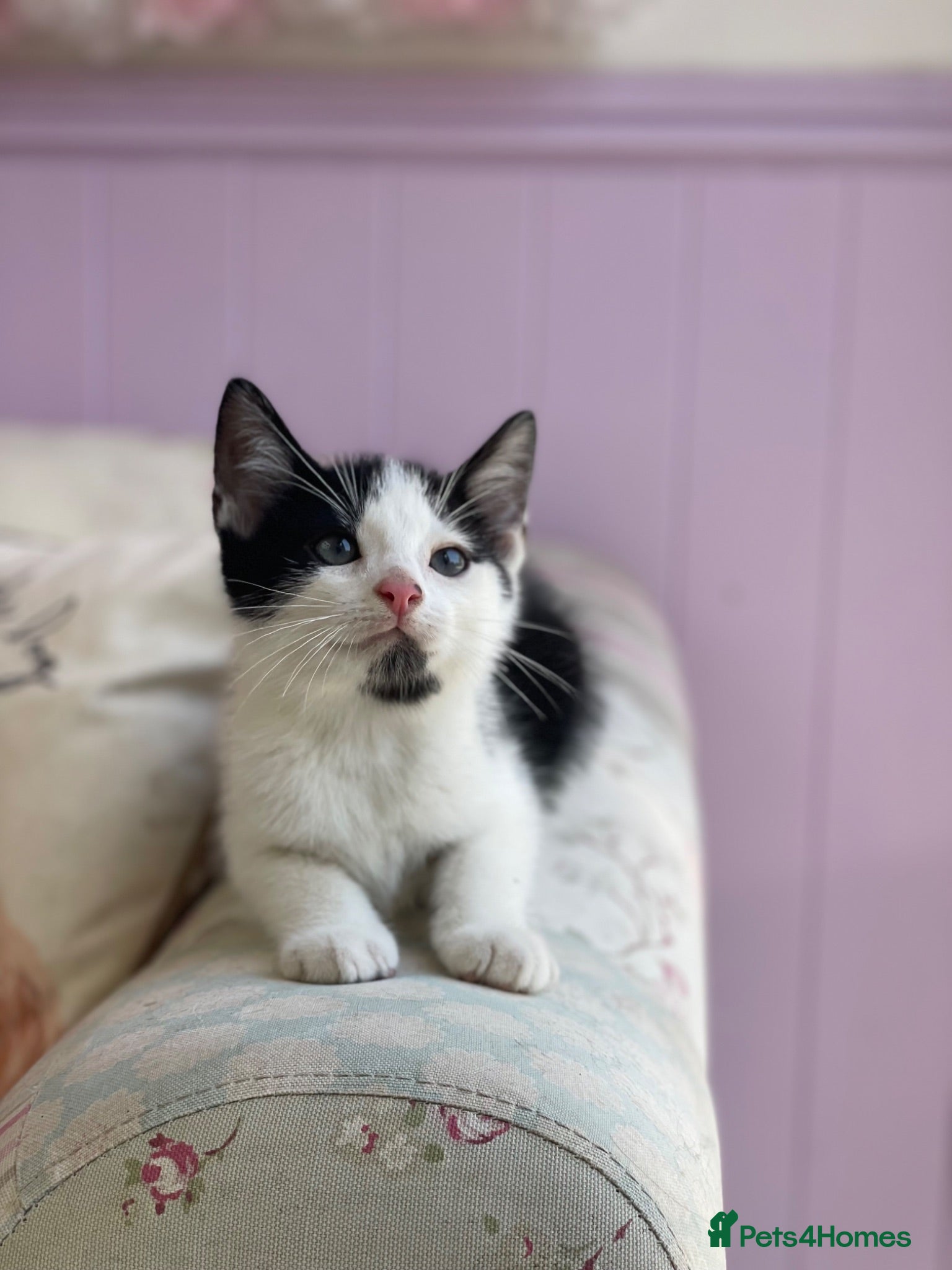 Mixed Breed cats Beautiful baby Kittens  - Advert 1