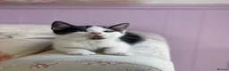 Mixed Breed cats for sale: Beautiful baby Kittens  - Advert 1