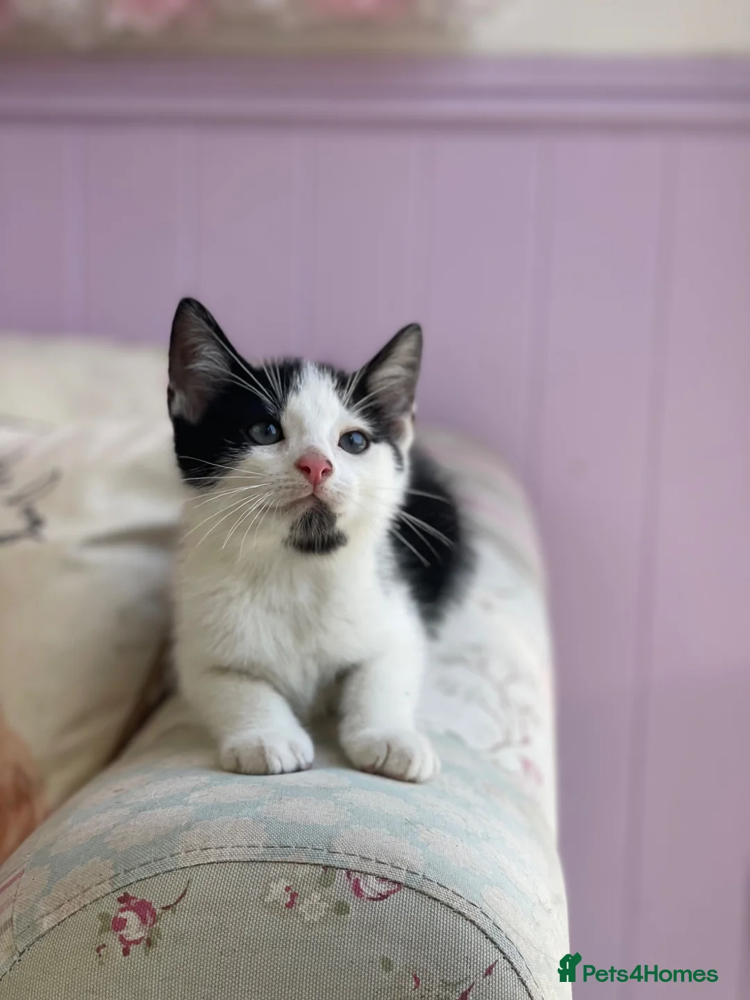 Mixed Breed cats for sale: Beautiful baby Kittens  - Advert 1