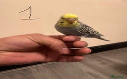 Budgerigars birds for sale: Baby budgies for sale £40 each collection mk404nn - Advert 1