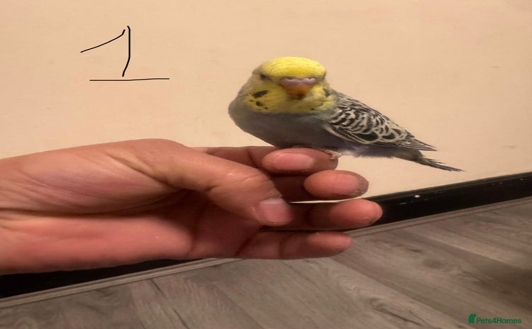 Budgerigars birds Baby budgies for sale £40 each collection mk404nn - Advert 1