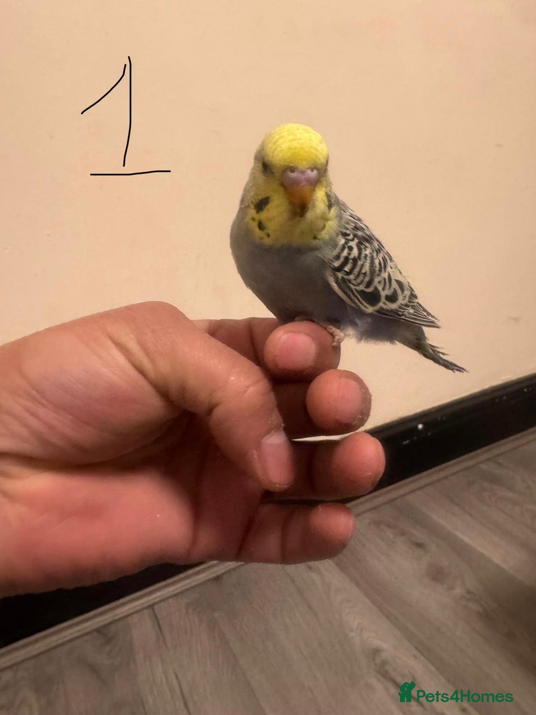 Budgerigars birds for sale: Baby budgies for sale £40 each collection mk404nn - Advert 1