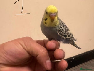Budgerigars birds Baby budgies for sale £40 each collection mk404nn - Advert 3