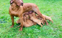 Hungarian Vizsla dogs for sale: PEDIGREE VIZSLA PUPS HIP & ELBOW TESTED PARENTS   - Image 2
