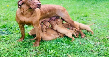 Hungarian Vizsla dogs - Advert 8