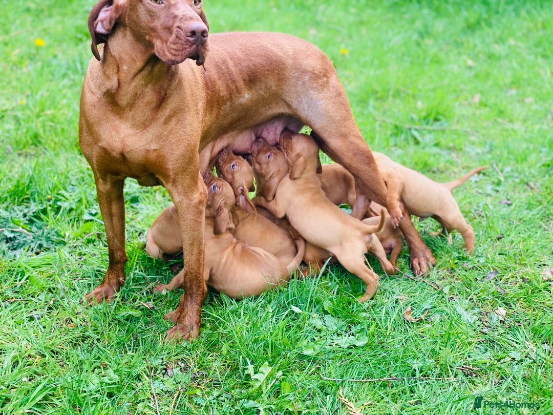 Hungarian Vizsla dogs for sale: PEDIGREE VIZSLA PUPS HIP & ELBOW TESTED PARENTS   - Image 2