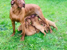 Hungarian Vizsla dogs - Advert 4