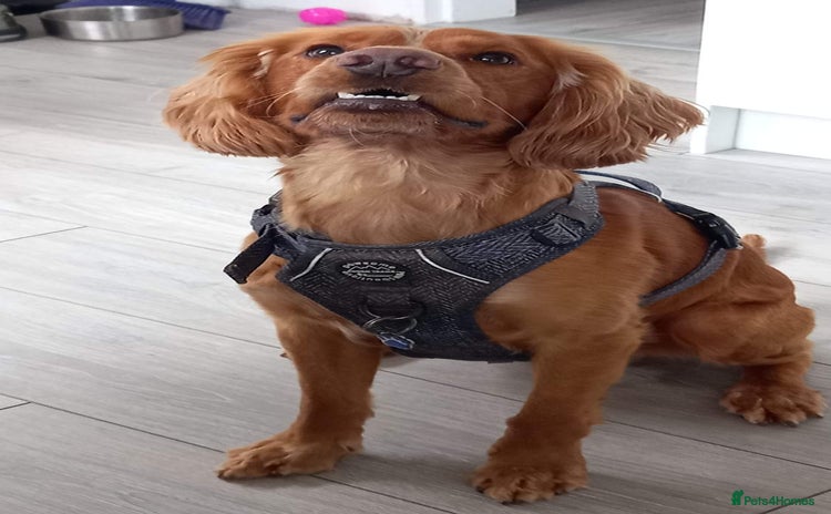 Cocker Spaniel dogs Tanned Cocker Spaniel  - Advert 4