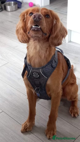 Cocker Spaniel dogs Tanned Cocker Spaniel - Advert 4