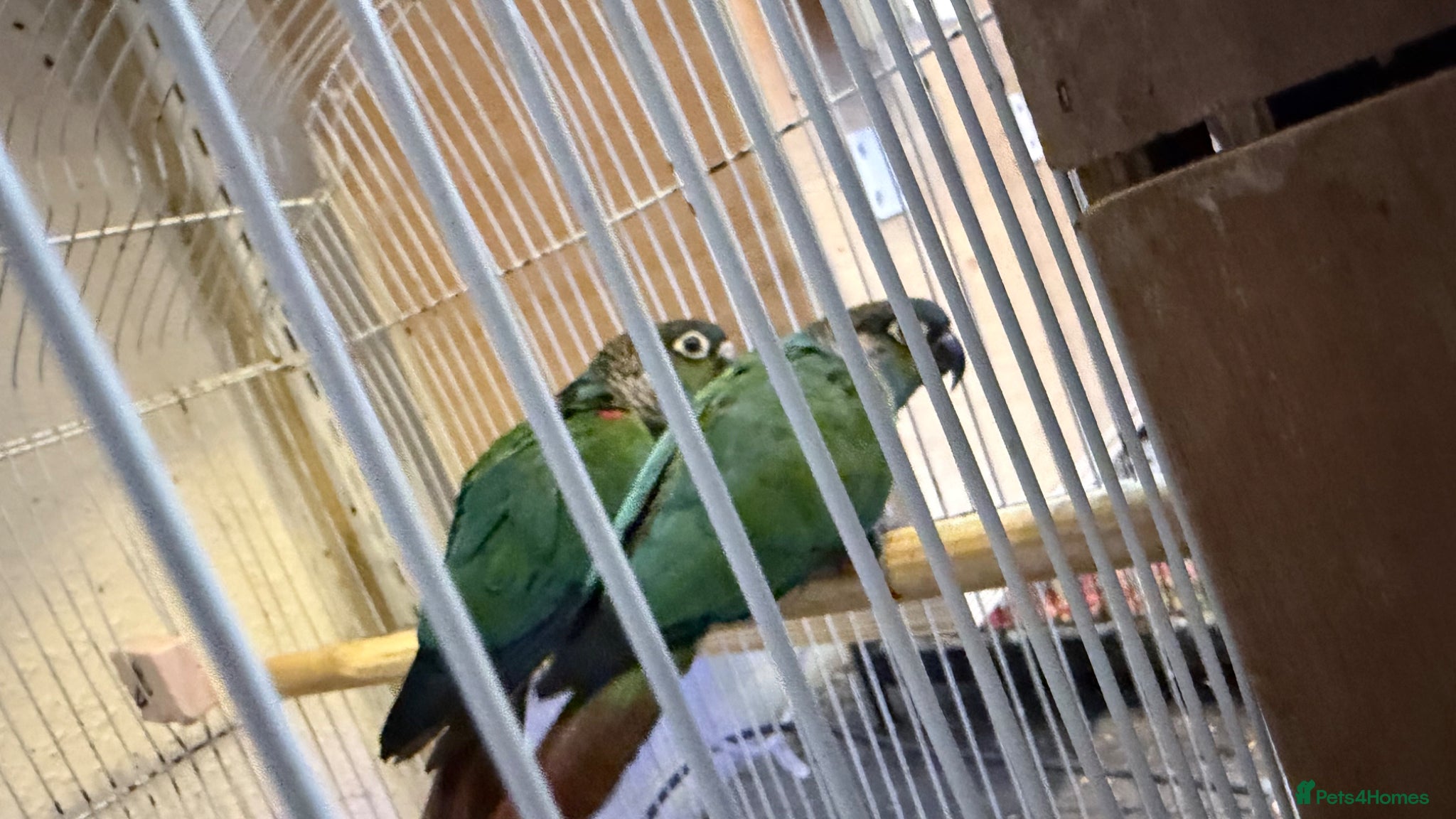 Conures birds for sale: Bonded pair of crimson bellied conures - Advert 2