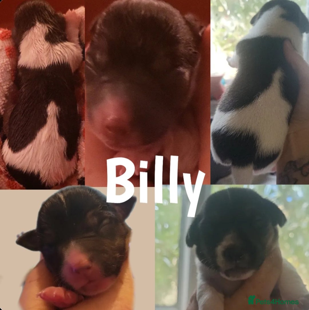 Jack Russell dogs for sale: miniature Jack Russell Puppies - Image 10
