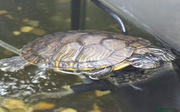 Turtle reptiles for sale: Mississippi Map Turtles - Image 7