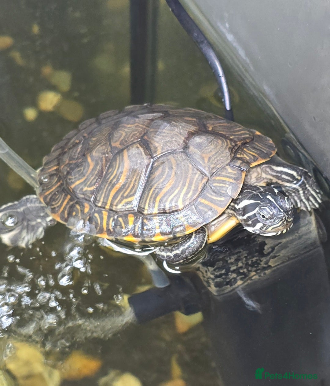 Turtle reptiles for sale: Mississippi Map Turtles - Image 7