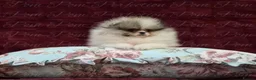 Pomeranian dogs for sale: Ultra Teddy Bear Pomeranian Puppies - Advert 13