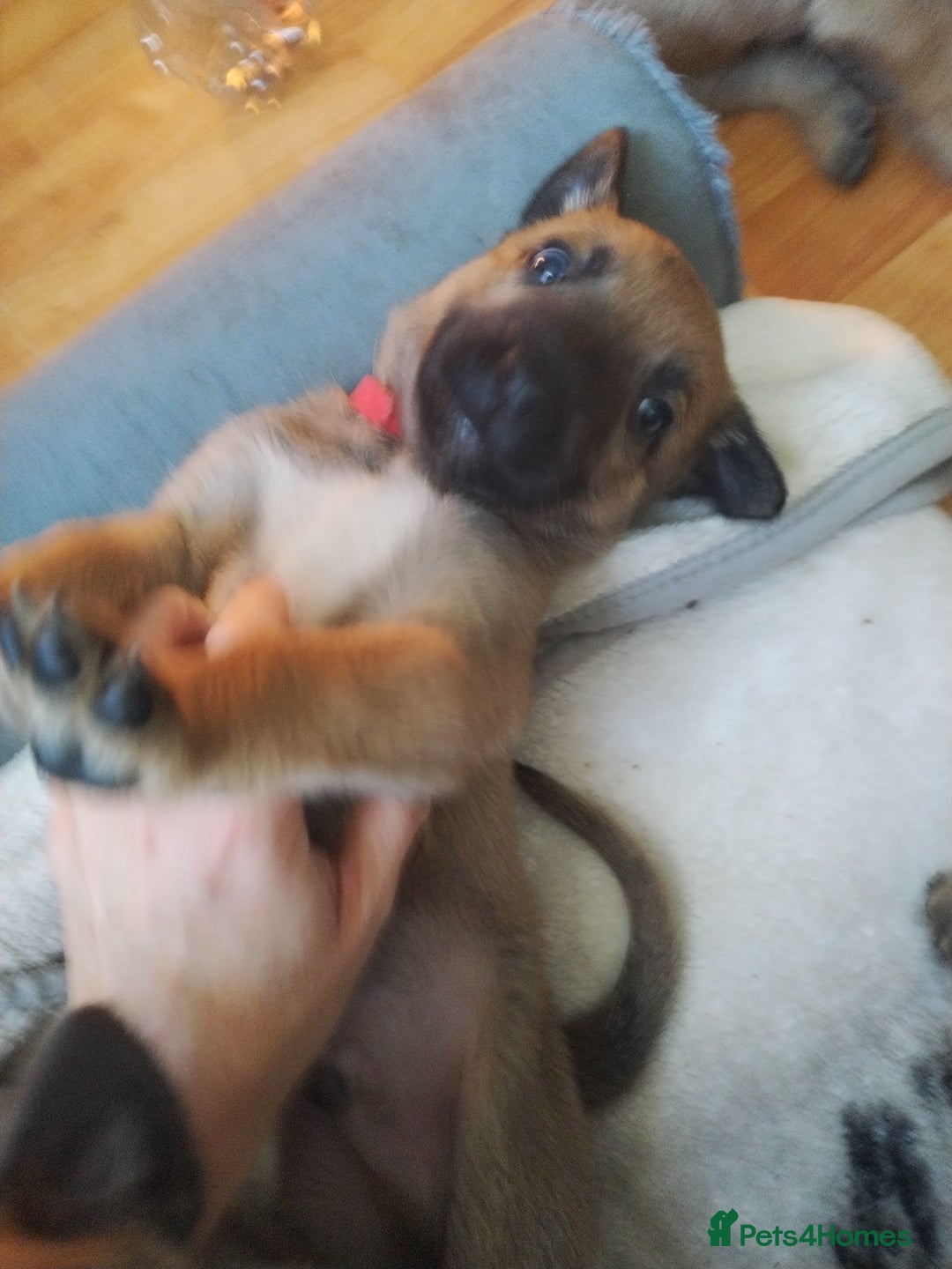 Belgian Shepherd Dog dogs for sale: Belgian Malinois Pups - Image 3