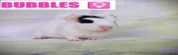 Guinea Pig rodents for sale: 🐹 8 Baby Guinea Pigs ❤️ - Advert 6