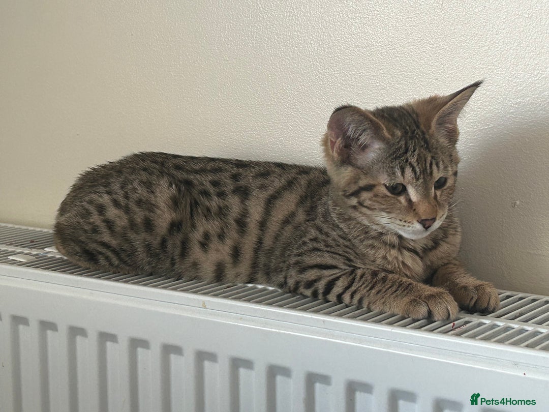 Savannah cats for sale: F2 Savannah  - Advert 6