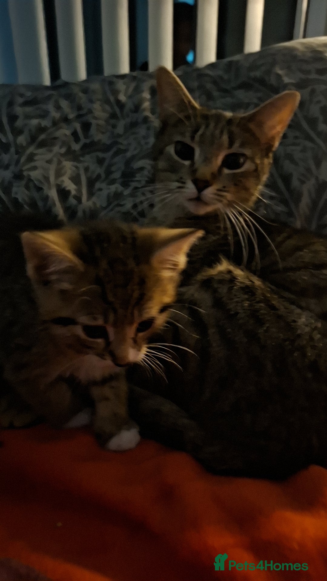 Mixed Breed cats for sale: 3 beautiful kittens for adoption  - Advert 4