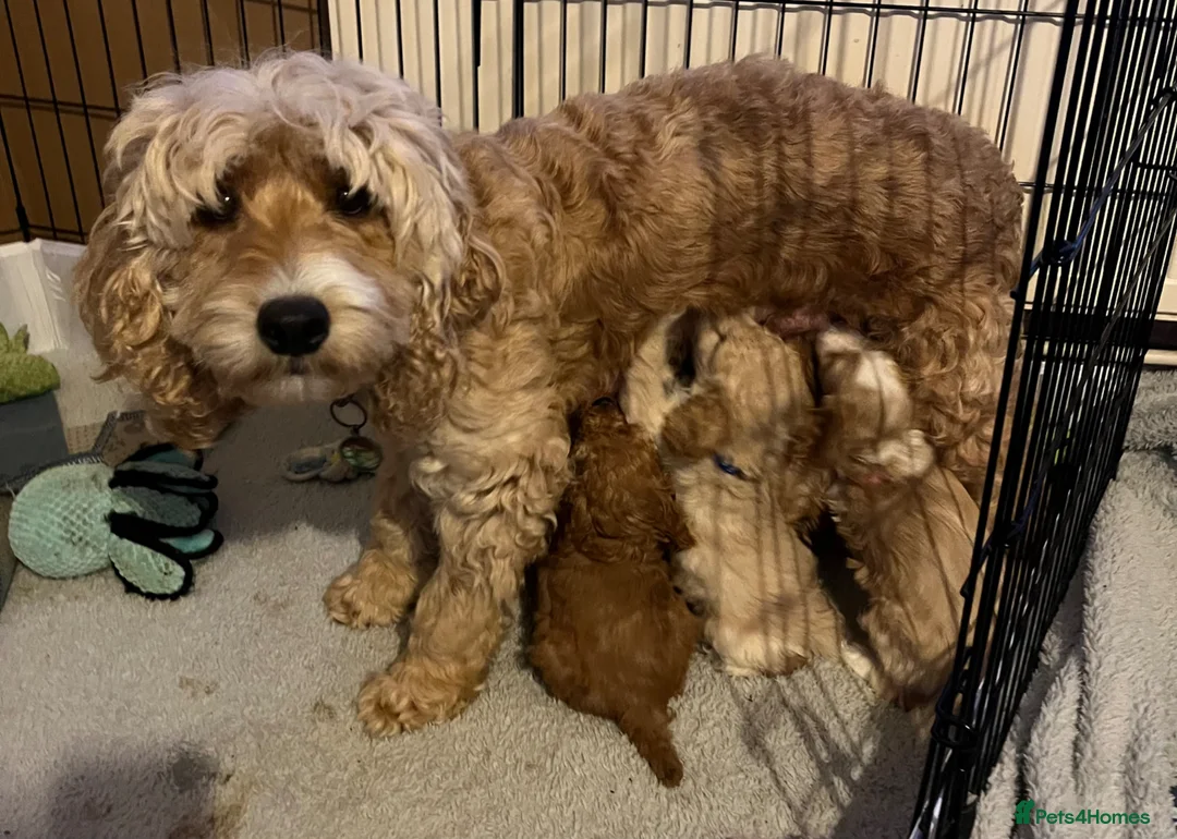 Cockapoo dogs for sale: Cockapoo puppies for sale - Advert 11