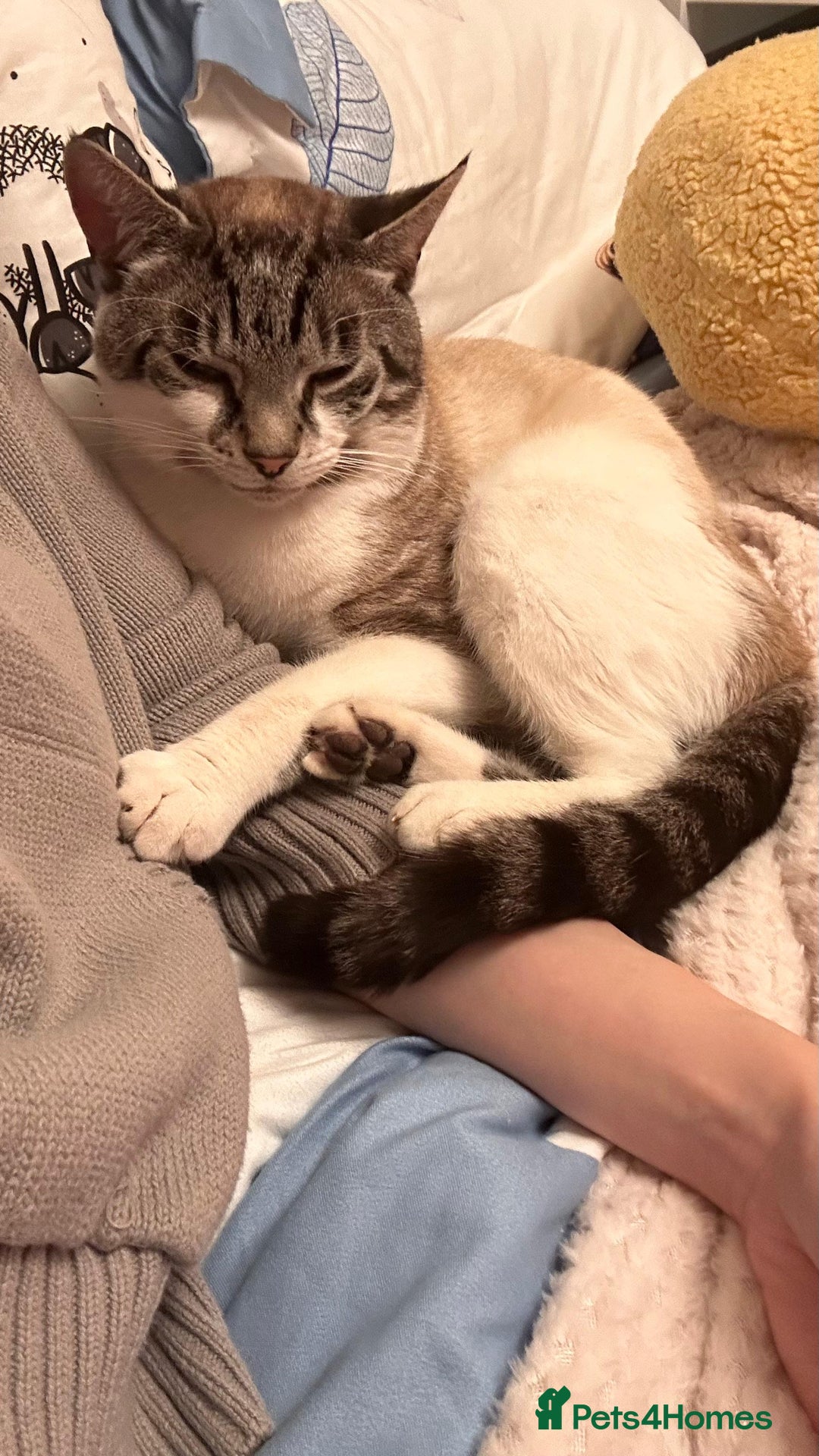 Mixed Breed cats for sale: Finding a lovely family for Puffin - Advert 3