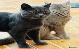 British Shorthair cats for sale: Adorable Active Pure British short hair - Image 2