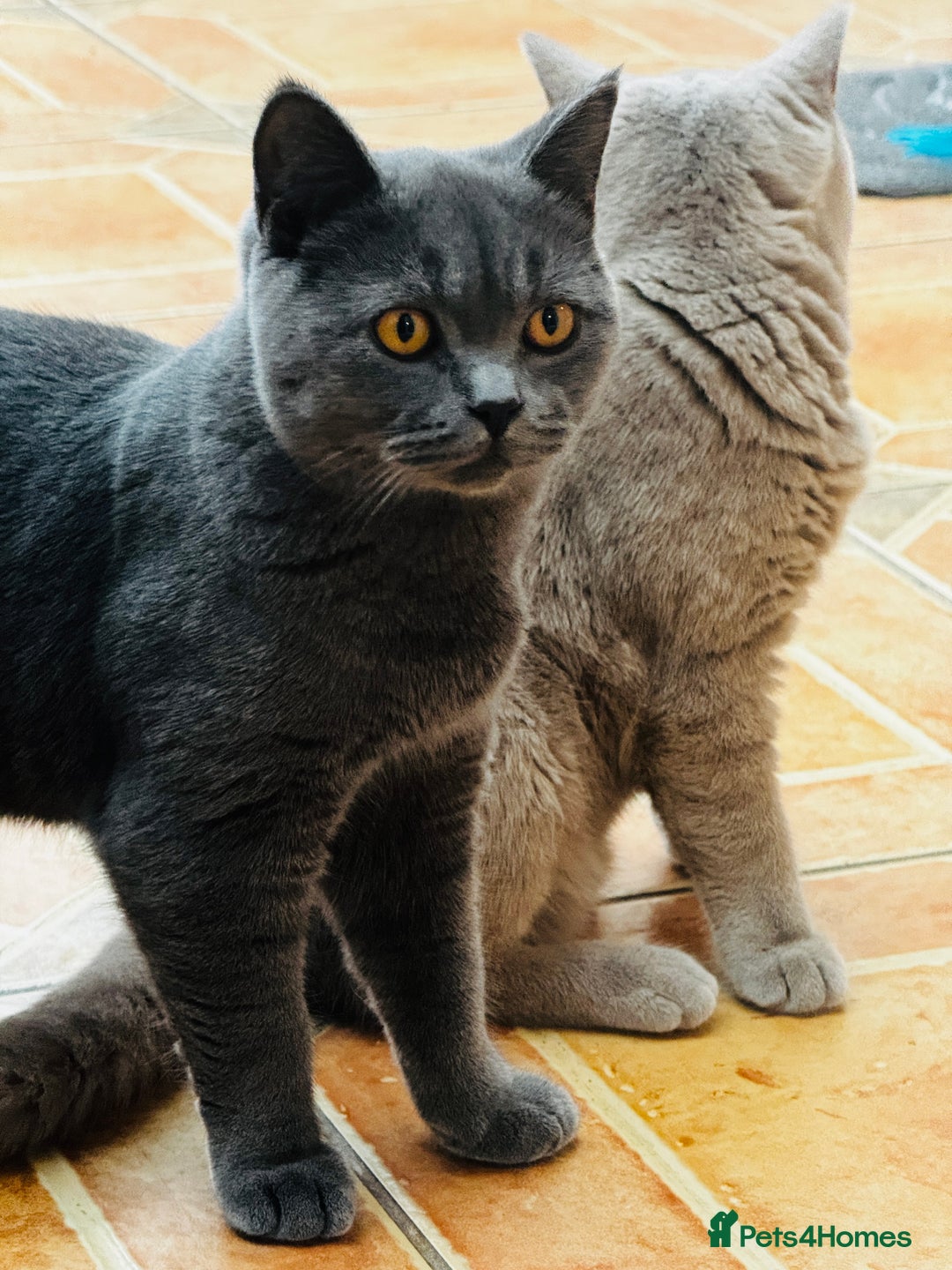 British Shorthair cats for sale: Adorable Active Pure British short hair - Image 2
