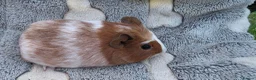 Guinea Pig rodents for sale: I have some teddy cross babies available 2 reserve - Advert 7