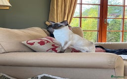 Oriental cats for sale: Oriental and Siamese kittens GCCF reg - Image 21