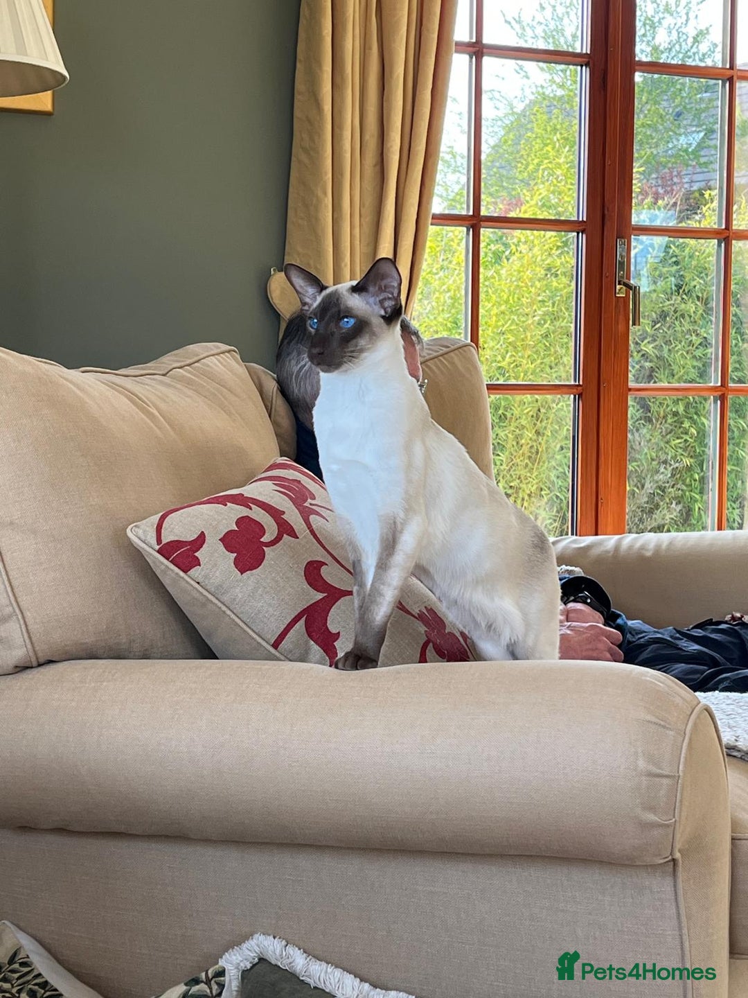 Oriental cats for sale: Oriental and Siamese kittens GCCF reg - Image 21