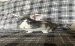 Mini Lion Lop rabbits for sale: Baby bunnies mini lion lops ready now  - Image 2