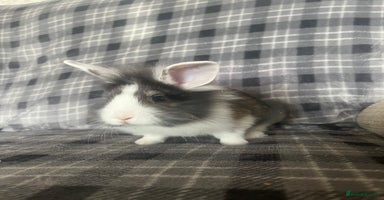 Mini Lion Lop rabbits - Advert 9