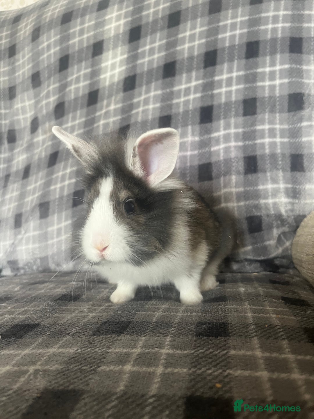 Mini Lion Lop rabbits for sale: Baby bunnies mini lion lops ready now  - Image 2