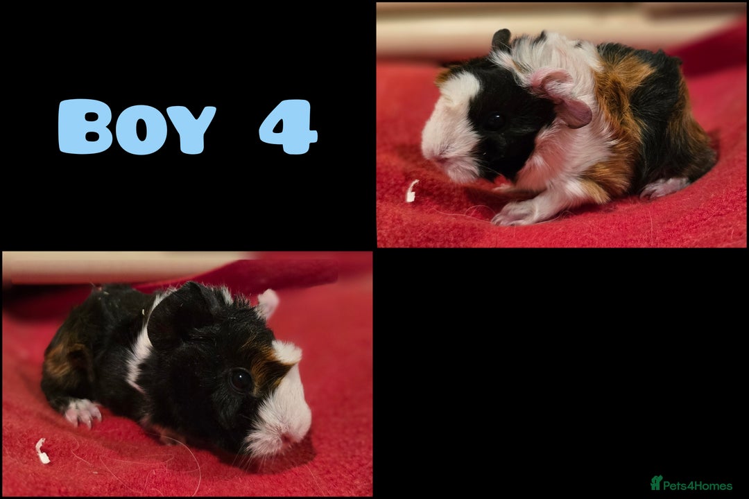 Guinea Pig rodents for sale: Beautiful longhaired guinea pigs- boys and girls - Image 5