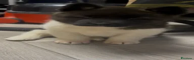 Akita Puppy 3