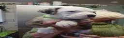 American Bully dogs for sale: American bully puppies  in Worcester - Advert 8