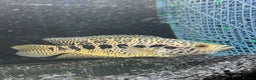 Cichlids fish for sale:  9.5 inch female jaguar cichlid  - Advert 1
