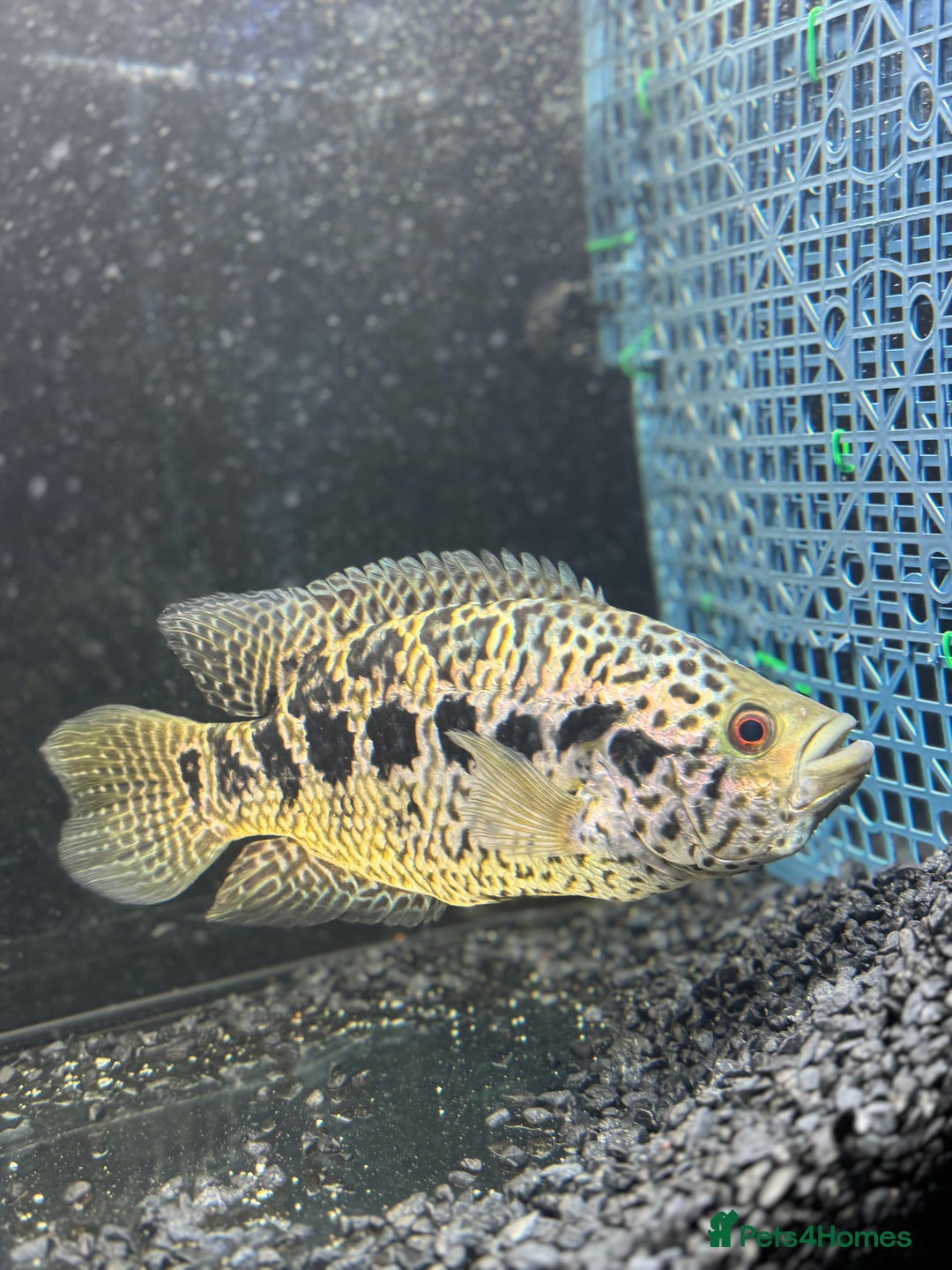 Cichlids fish for sale:  9.5 inch female jaguar cichlid  - Advert 1