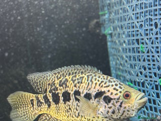 Cichlids fish 9.5 inch female jaguar cichlid - Advert 1