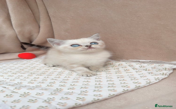 British Shorthair cats - Advert 13