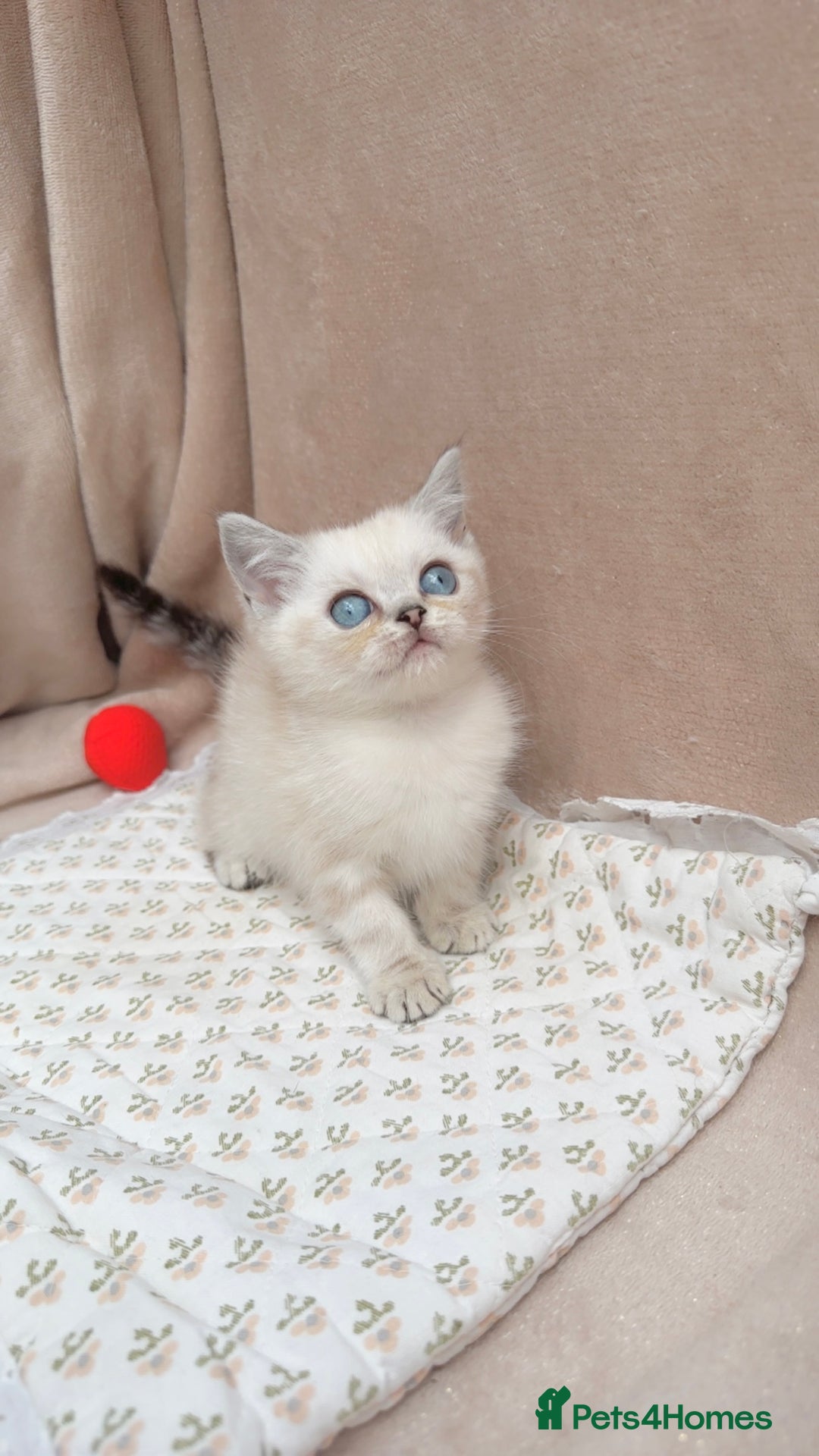 British Shorthair cats for sale: Adorable white/creme British shorthair kittens - Image 1