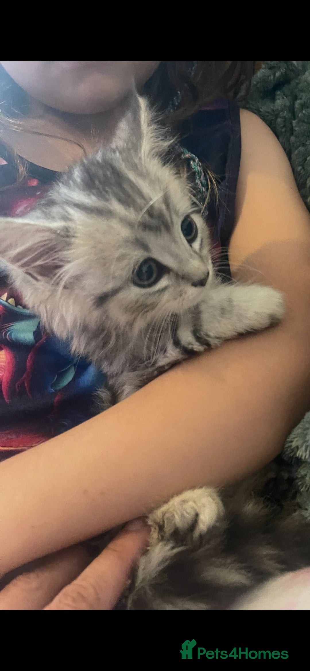 Mixed Breed cats for sale: Beautiful kittens  - Image 10