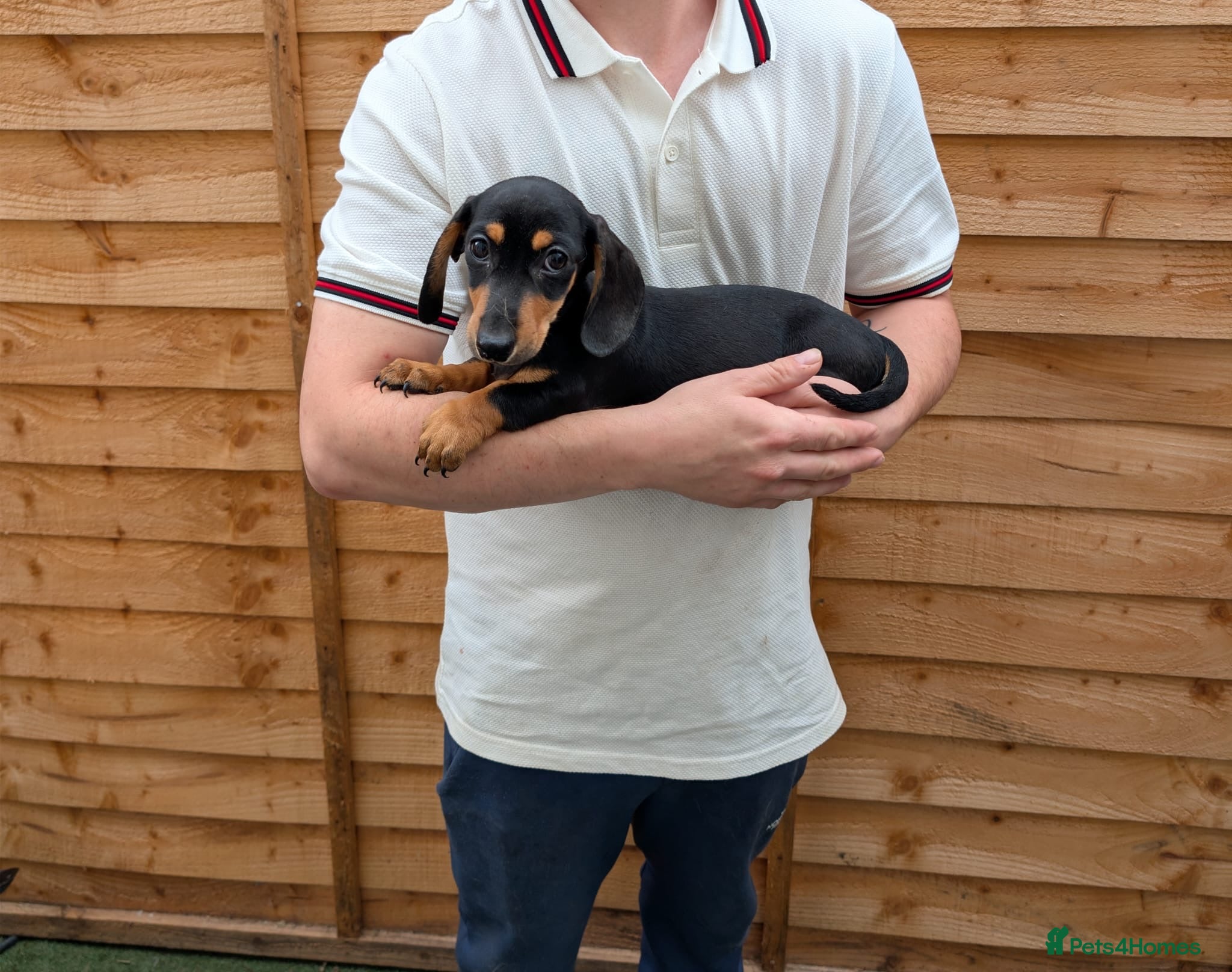 Miniature Dachshund dogs Ready now Kc Pedigree mini dachshund pups - Advert 2