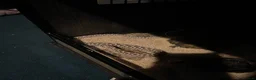 Snake reptiles for sale: Female Hognose snake (arctic het albino) - Advert 4