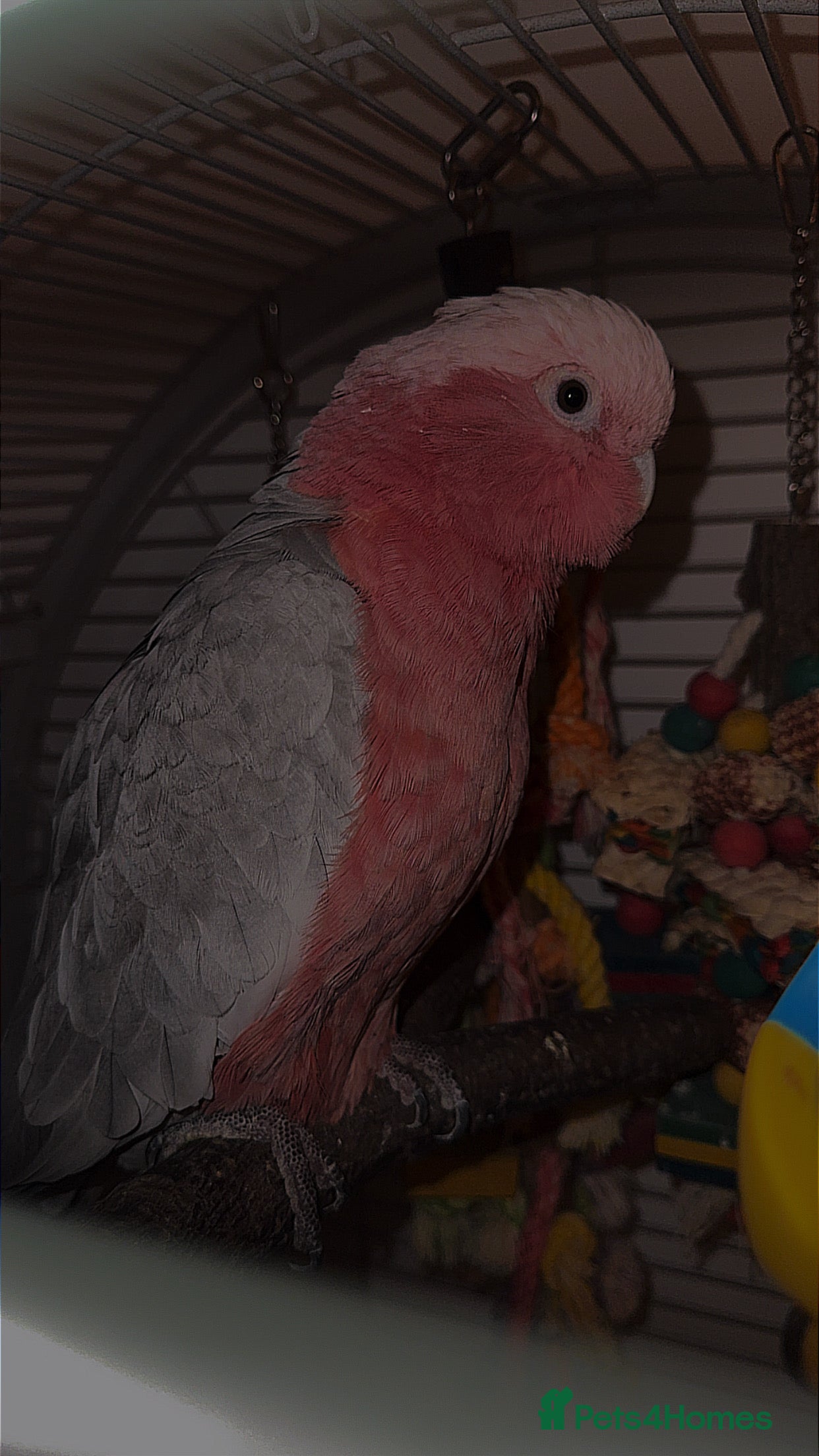 Cockatoo birds Galah Cockatoo  - Advert 1