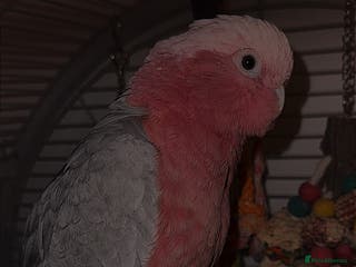 Cockatoo birds Galah Cockatoo - Advert 1