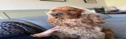 Cocker Spaniel dogs for stud: Show cocker spaniel stud in Dunfermline - Advert 3