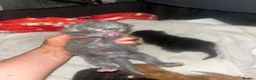 Mixed Breed cats for sale: 4 half Maine Coon kittens  - Advert 3