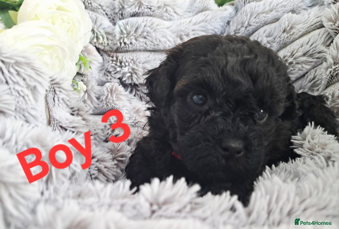 Shihpoo dogs for sale: Shihpoo Shih Tzu x Poodle (Shoodle) Puppies - Image 10