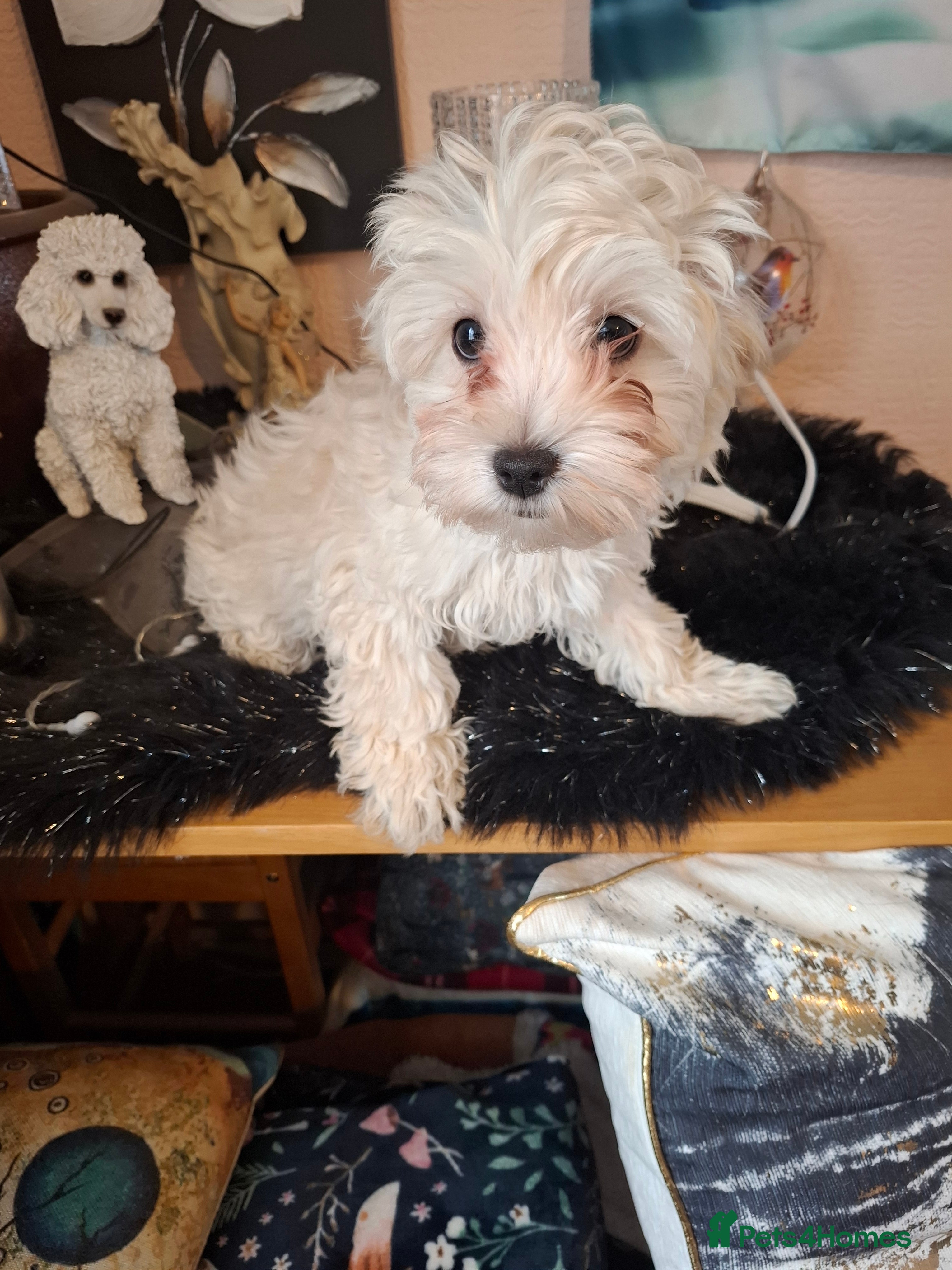 Maltipoo dogs Maltipoo puppy in Watford - Advert 16